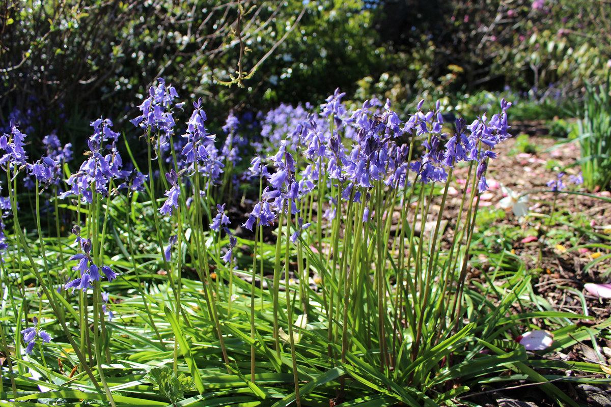 Hyacinthoides hispanica (4).jpg